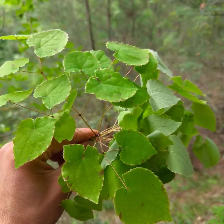 三枝九叶草甘肃产锯齿小圆叶（淫羊藿）产地直发养生茶净叶子