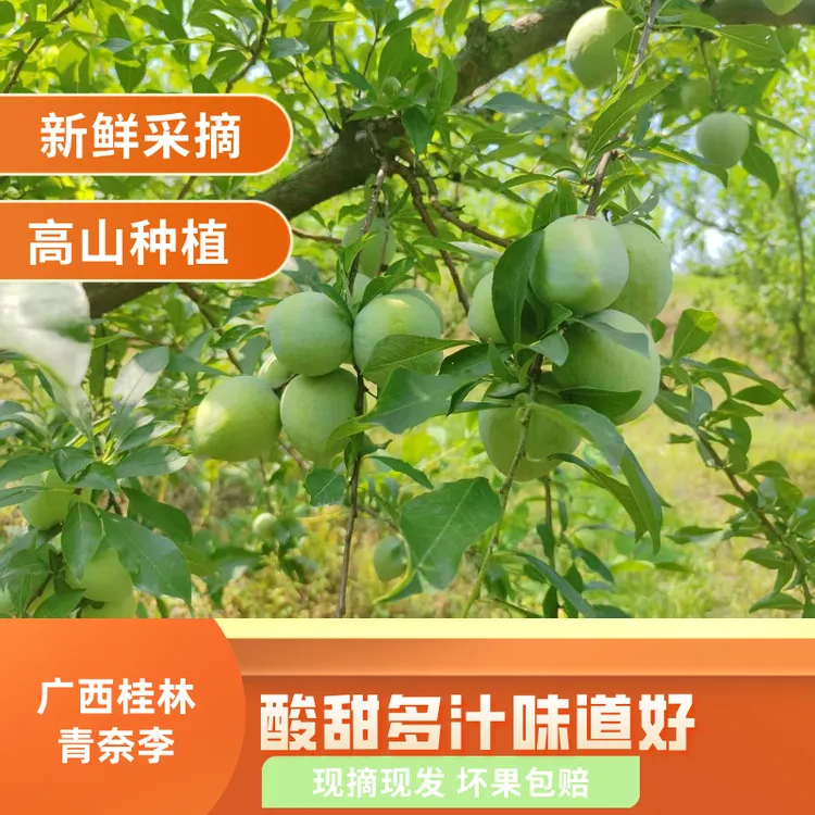 新鲜应季广西青脆青奈李酸甜爽口多汁水果