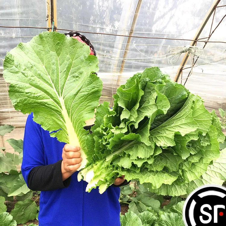 东北饭包大白菜叶农家蘸酱菜小菜叶子半斤/1斤包邮顺丰航空