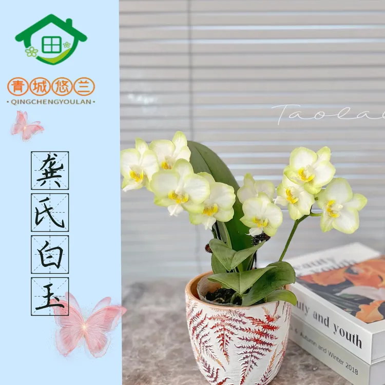 一物一拍蝴蝶兰盆栽带花苞耐寒好养室内乔迁送礼佳品
