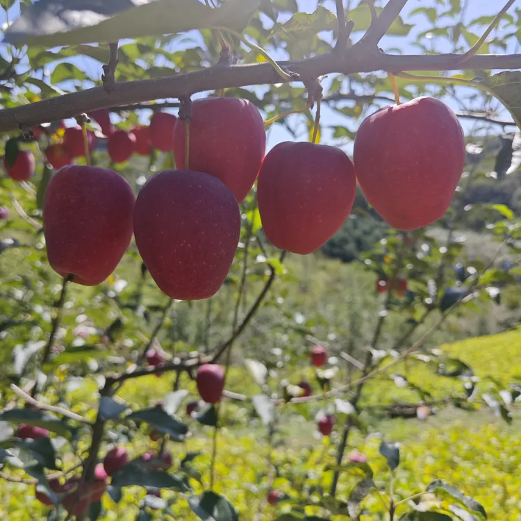 山沟沟小苹果 5斤 鸡心果 