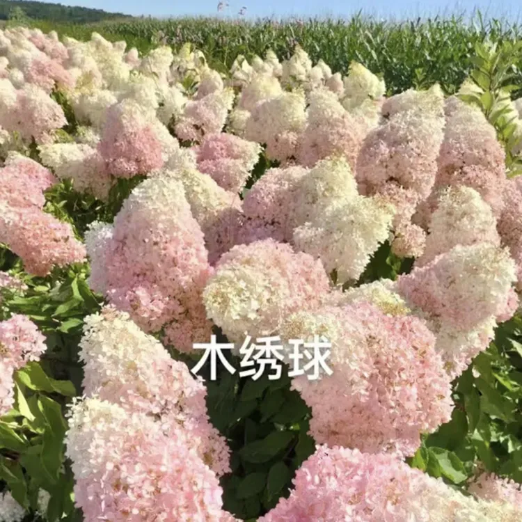 耐寒大花圆锥绣球3颗