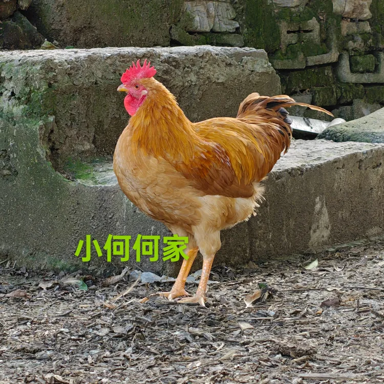 2只未打鸣子公鸡加50枚鲜鸡蛋农场现捡现