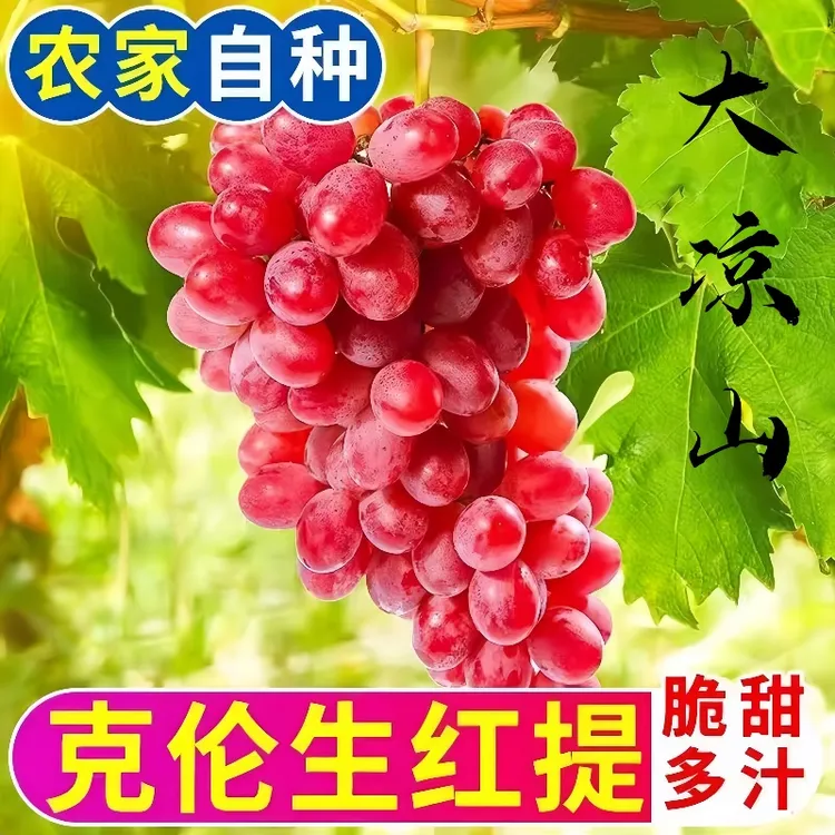 【顺丰包邮】克伦生葡萄无籽红提爆甜多汁葡萄新鲜提子孕妇水果包邮
