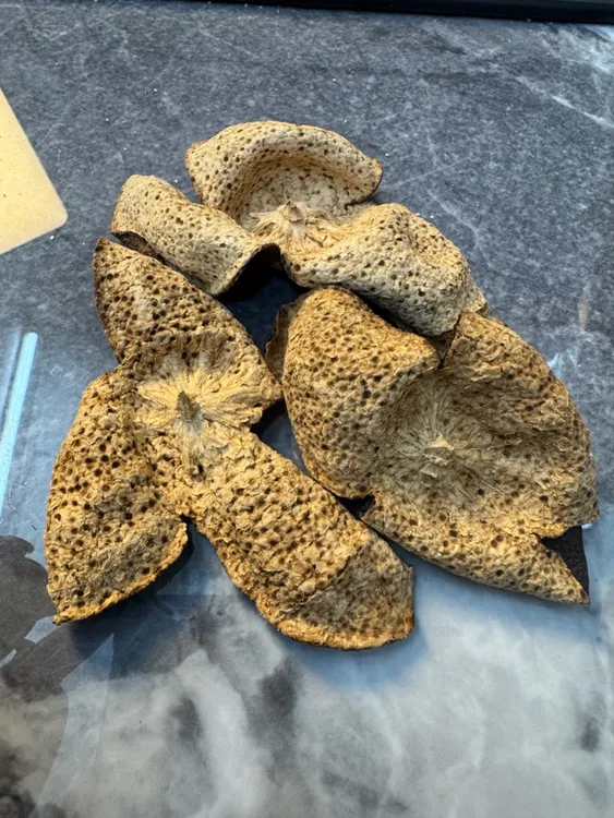 新会陈皮核心产区2017年冬后大红皮，闻感是梅子香，口感是糯甜糯香