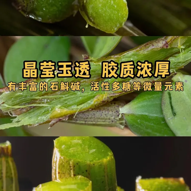 【爆品推荐】正宗甄选铁皮石斛优质厚重新鲜纯铁皮石斛盘制而成石斛