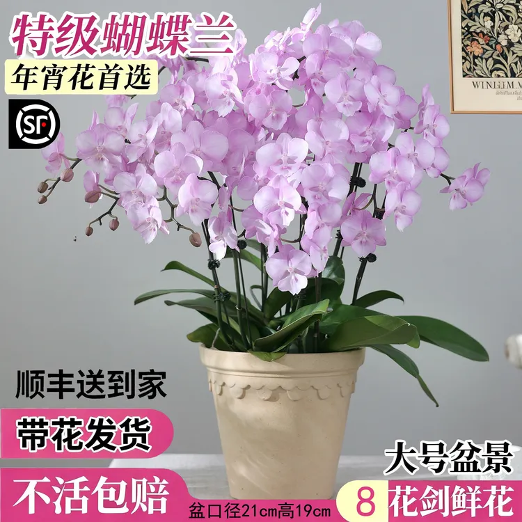 新款高级感特级蝴蝶兰盆栽带花苞兰花年宵花乔迁新居花卉绿植盆景