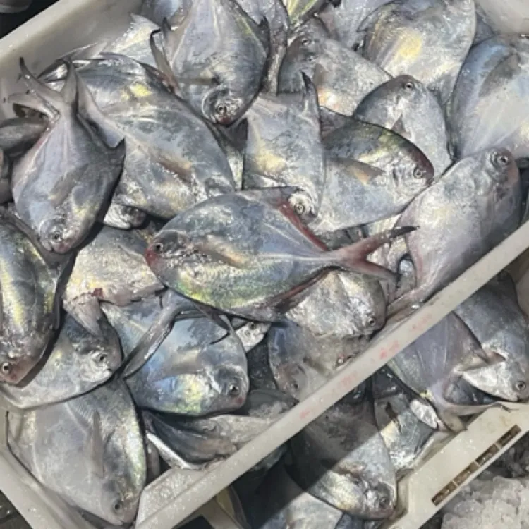 正宗吕四港深海捕捞银鲳鱼肉质美味鲜美精选品质顺丰冷链春日尝鲜