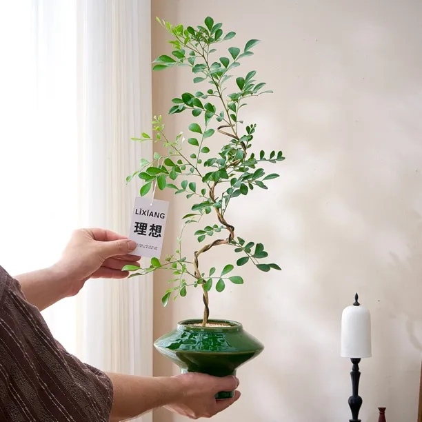 婀娜美人九里香七里香盆栽盆景室内客厅办公室桌面观叶花卉绿植