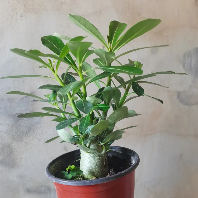 沙漠玫瑰花4年老桩原生单瓣原盆原土发货喜阳耐旱花期长