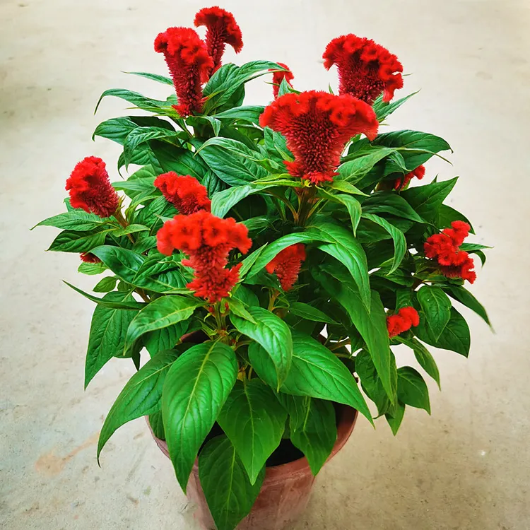 鸡冠花盆栽成品带花苞鸡冠花苗庭院室外喜阳耐晒花坛草本植物花卉