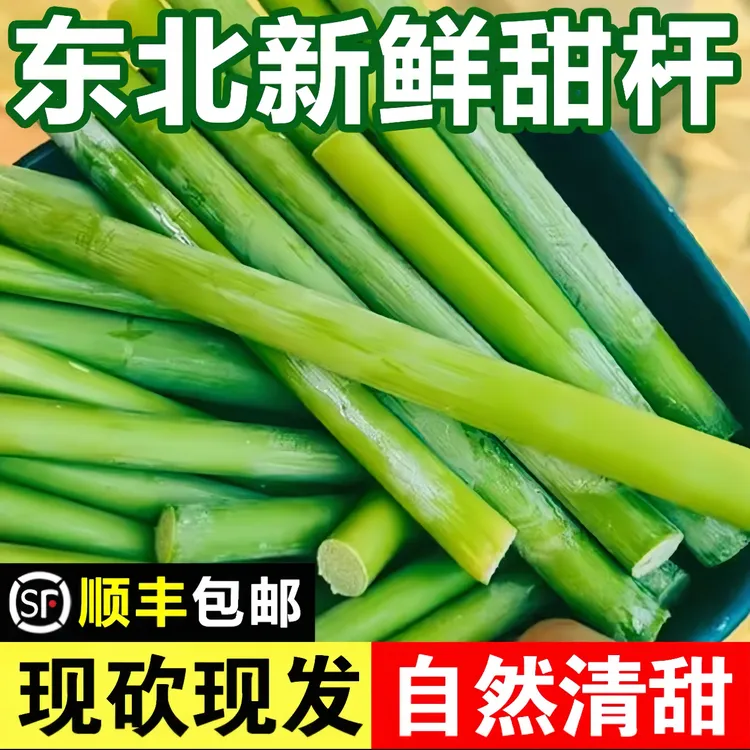 东北甜杆新鲜应季孕妇水果甘蔗芦稷甜杆小甘蔗包邮芦粟高粱杆现砍