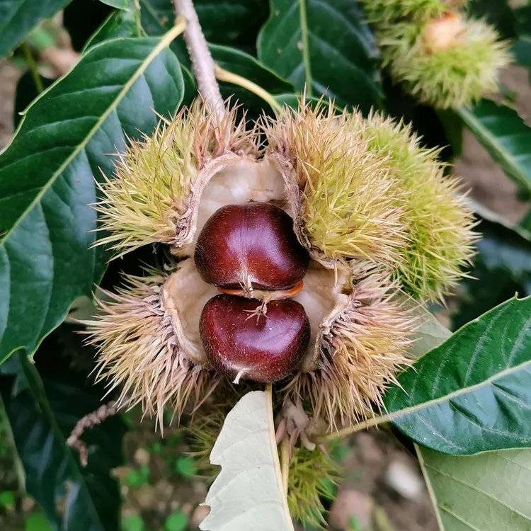 正宗迁西3113板栗中果，1斤75颗左右，包邮（新疆青海西藏海南除外）