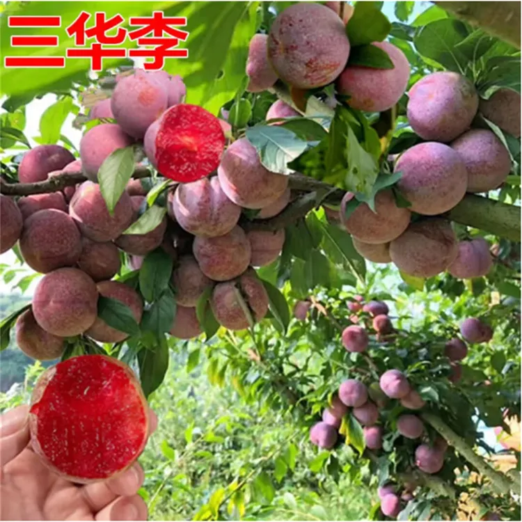 李子树苗三华李苗蜂糖李子树苗早熟三华李子果树苗阳台绿植盆栽