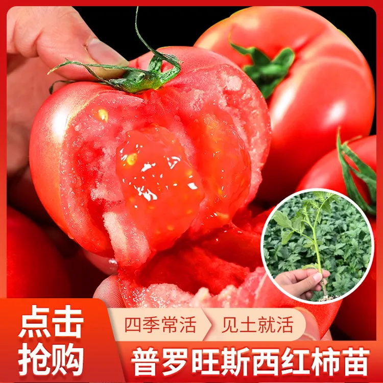 寿光源头厂家普罗旺斯西红柿带土抗死颗抗病毒口感番茄苗秧苗