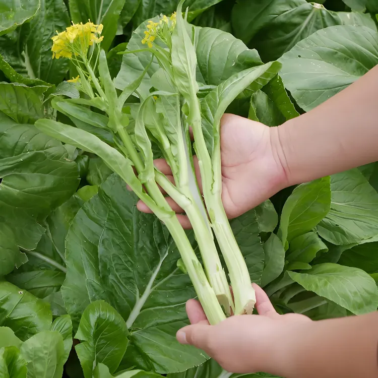 四季白菜苔种子四季白菜阳台白菜种子庭院家庭种植菜种子蔬菜种子