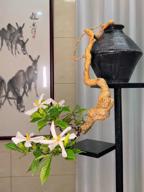 一物一拍老桩悬崖坨坨桩海岛栀子花盆景高50冠幅20瘤6