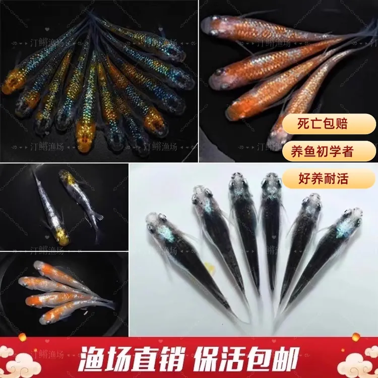 【渔场直销】观背青鳉观赏鱼懒人冷水小型不打氧送鱼粮适合新手鱼友