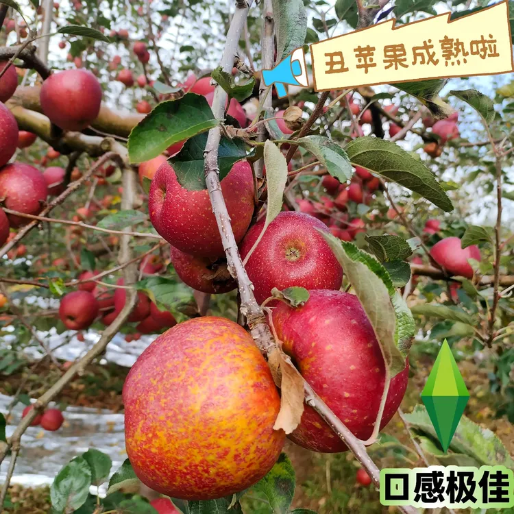 10斤大果包邮【当季】正宗昭通冰糖心丑苹果甜蜜苹果新鲜水果现摘