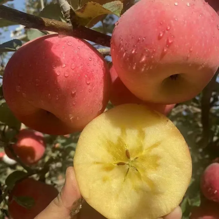 【新疆直发】正宗阿克苏冰糖心苹果新鲜苹果产地直发脆甜多汁包邮