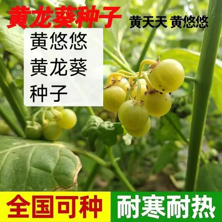 【黄悠悠龙葵黄星星种子】家庭阳台小院盆栽地栽四季种植商品图