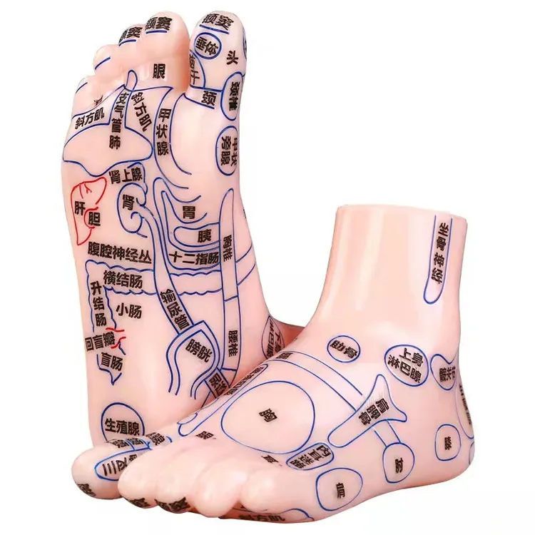 足部穴位模型推拿针灸足底脚模模型脚丫子足疗保健点穴家用