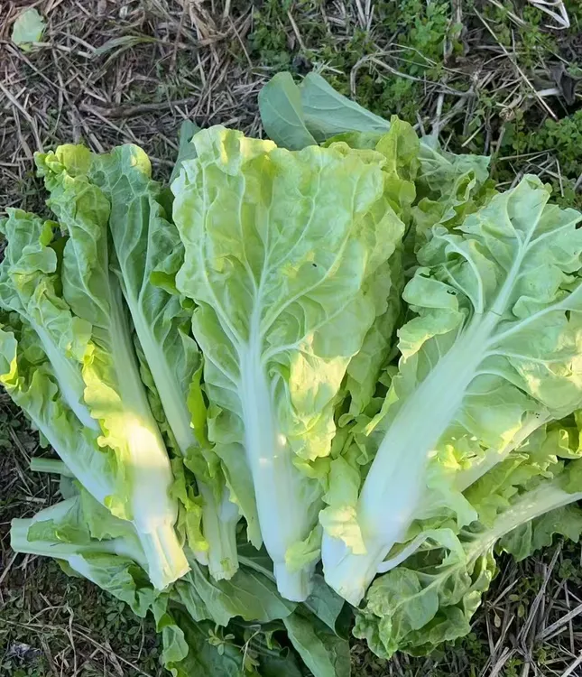 益阳老品种菜苔新鲜蔬菜当季美味