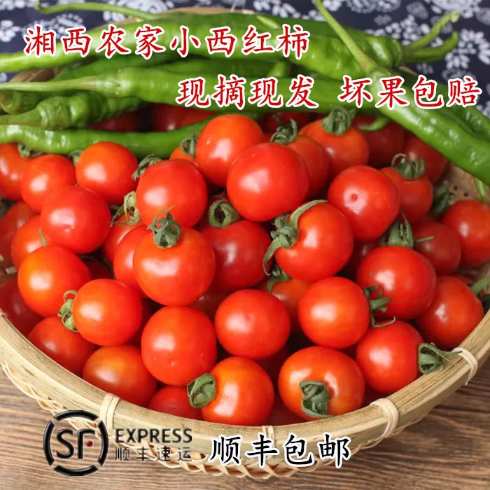 【顺丰包邮】湘西农家小西红柿小番茄新鲜蔬菜小毛辣果酸汤原材料