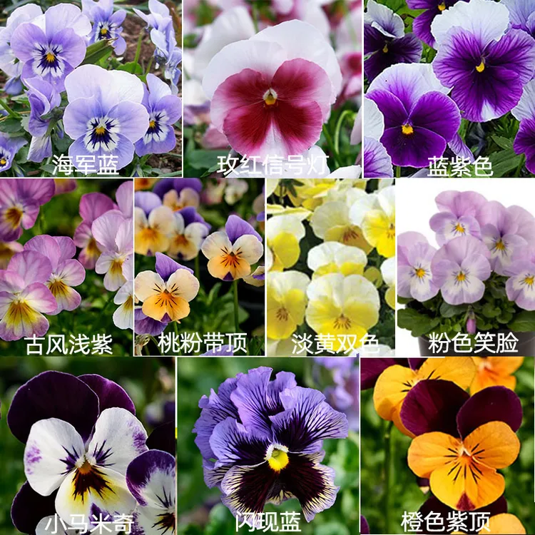 逸棵角堇三色堇组合花苗种子籽苗四季种开花阳台庭院室内外盆栽花