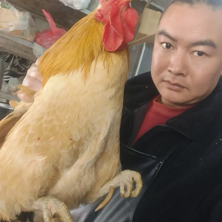 农村散养5年老公鸡，正宗散养，活鸡宰杀，新鲜发货
