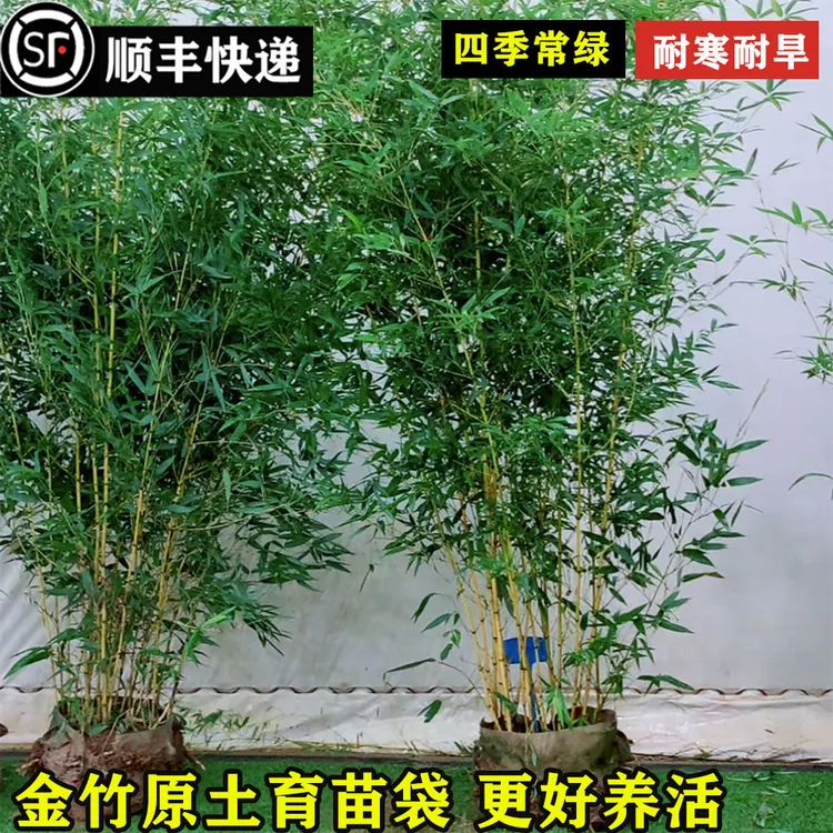顺丰送货原土育苗袋不剪头景观金竹苗盆栽庭院竹子苗黄金竹金镶玉