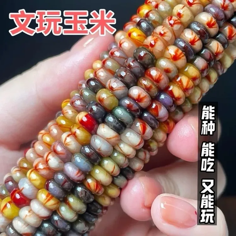 七彩琉璃玉米 非转基因 文玩玉米