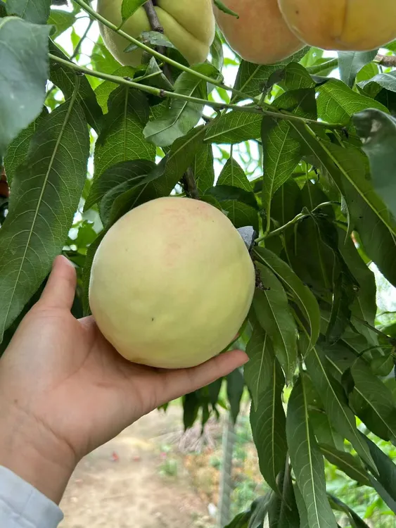 顺丰生鲜包邮  大桃脆蜜桃正宗大青桃产地直发脆甜可口现摘现发