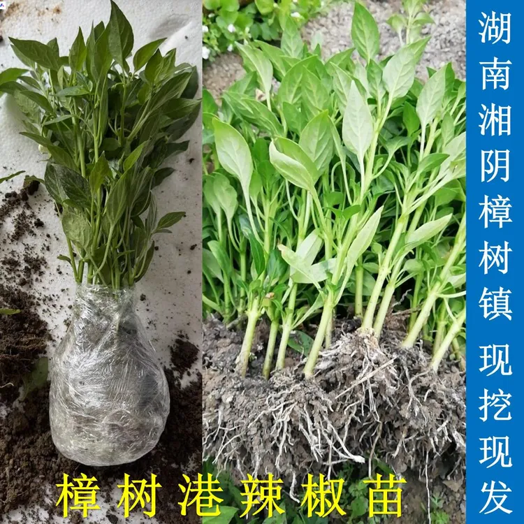 正宗樟树港辣椒苗散播新鲜大苗阳台蔬菜盆栽地栽原产地樟树镇直发