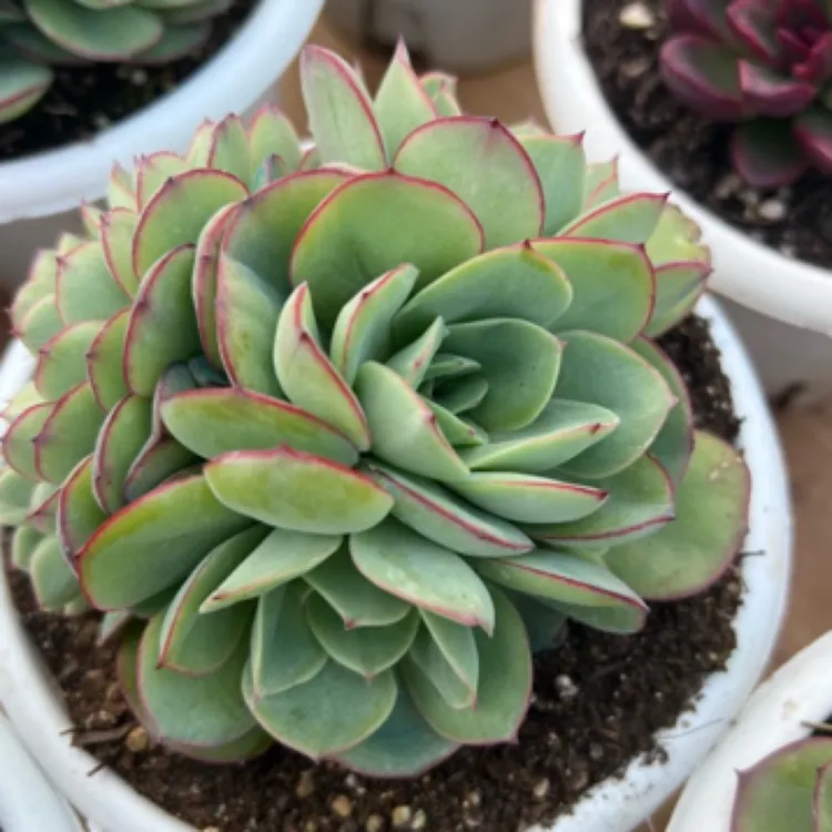 牡丹亭缀化（脱土发货）