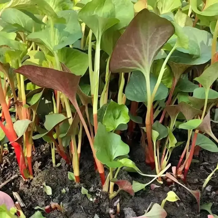 鱼腥草种子折耳根种子四季种植阳台庭院盆栽地载泡沫箱蔬菜种植商品图