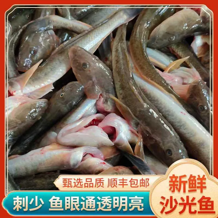 海捕沙光鱼5斤1斤11－15条左右产地冷链直发海鲜水产品