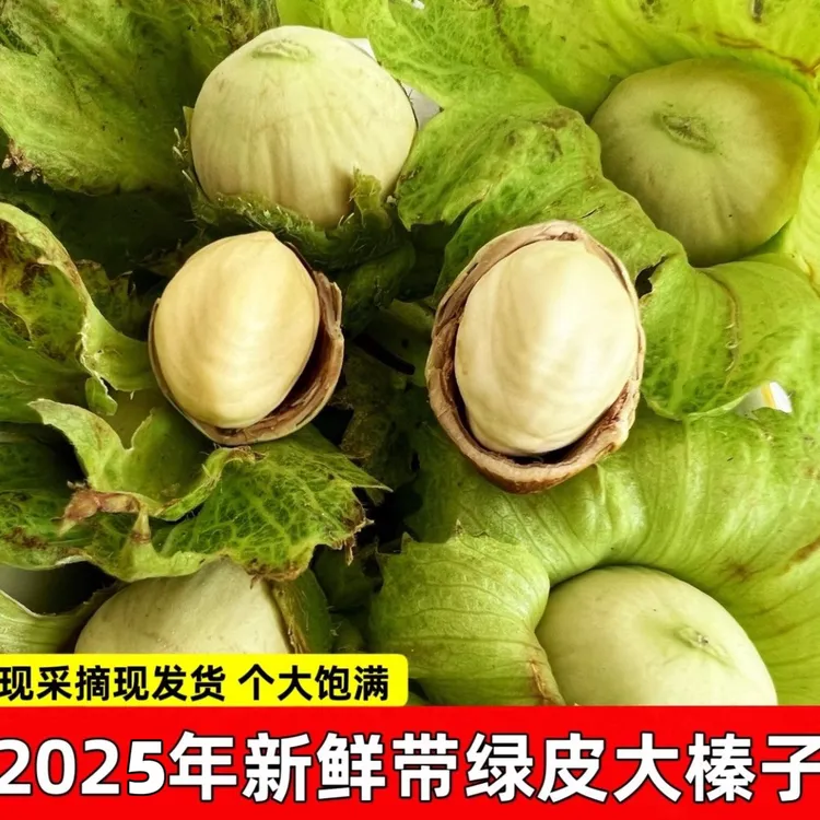 2025年新鲜带绿皮大榛子水仁水瓤新鲜采摘青皮榛子脱皮水仁大榛子