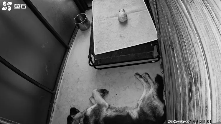 犬舍标准看护式寄养（大型犬）