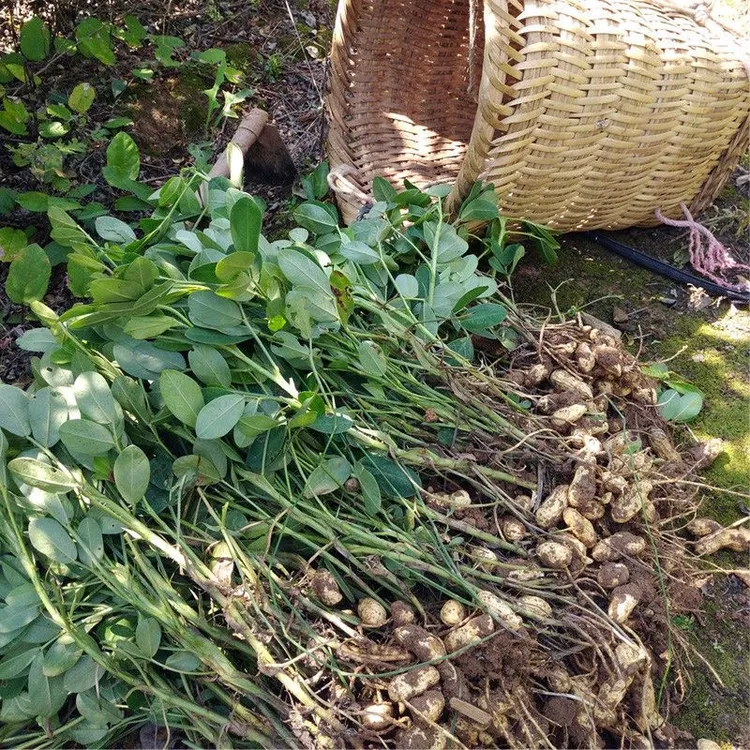 新鲜湿花生，粉果仁，现挖，壳微带泥，可水煮，脆香甜，养胃，营养