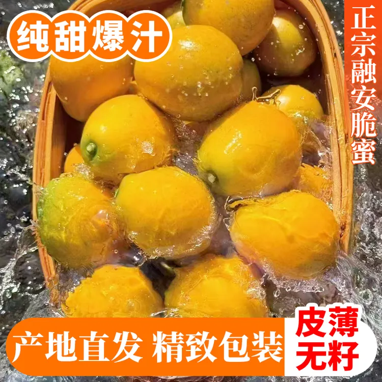 山内蜜探第三代【脆蜜金柑中果】爆甜正宗融安脆蜜金桔当季鲜果水果