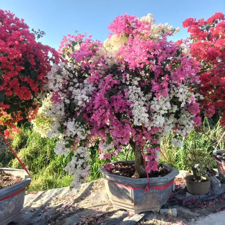 三角梅花卉绿植盆栽，自产自销一物一拍，高端好货品种多多品质保证