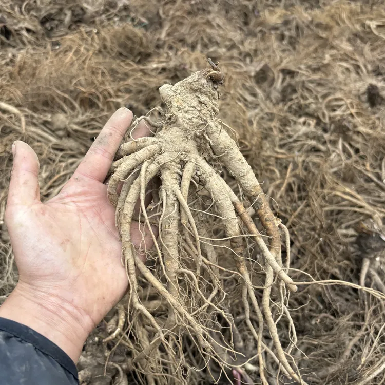 【新鲜当归】甘肃岷县产地现挖新鲜药当归