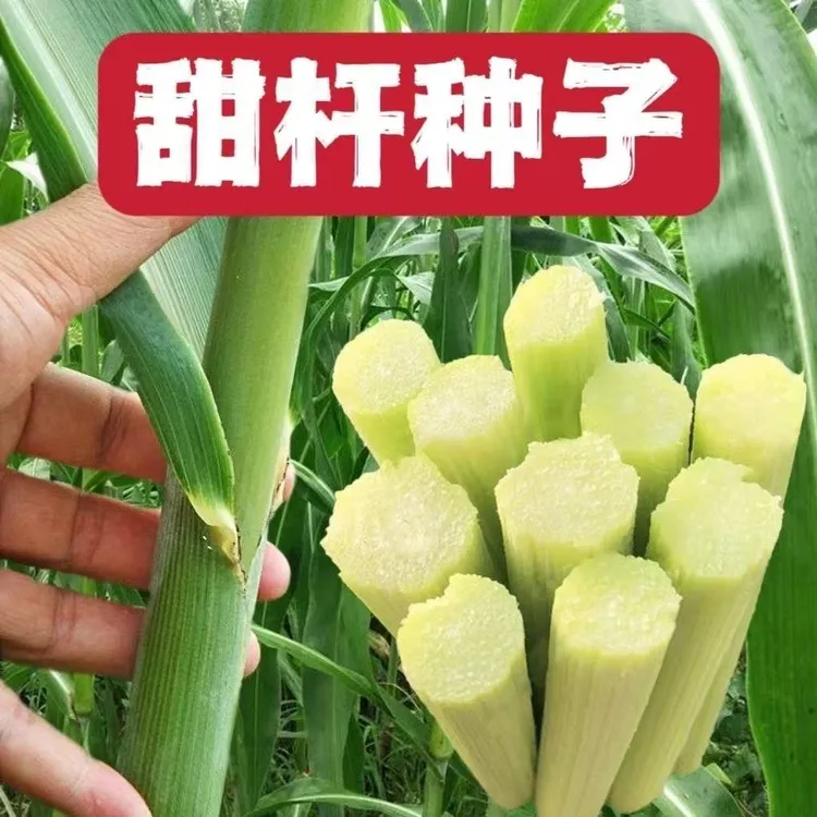 【全店满6包包邮】甜杆种子水果稀奇古怪正宗甜高粱芦粟当季甜杆籽