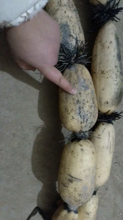 有麻点，介意勿拍。 黄河水种植  无药水不漂白  九孔白莲藕