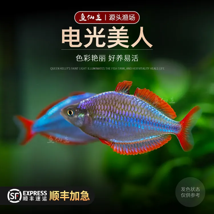 热带观赏鱼电光美人鱼刚果美人苹果彩虹蓝美人草缸群游鱼红绿灯