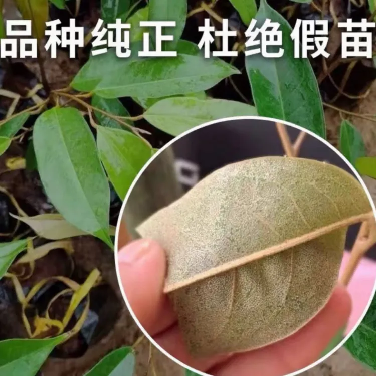 绿化树苗园艺绿植园林直播间一物一拍