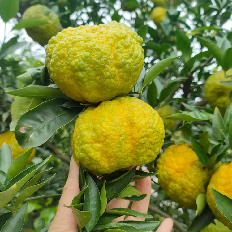 陕西安康特产狮头柑子（新疆西藏无法发货）