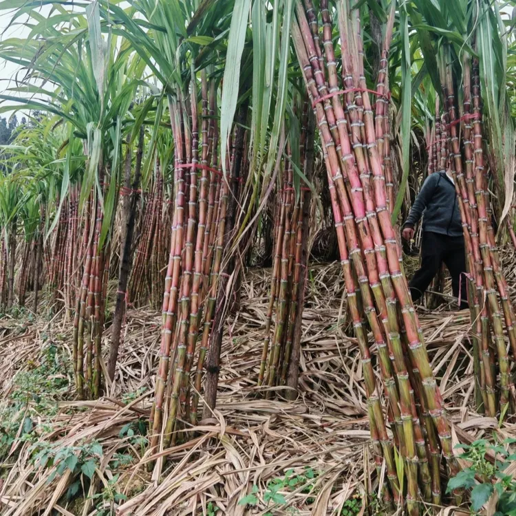 云南老品种脆皮甘蔗 新鲜现砍 粗细搭配