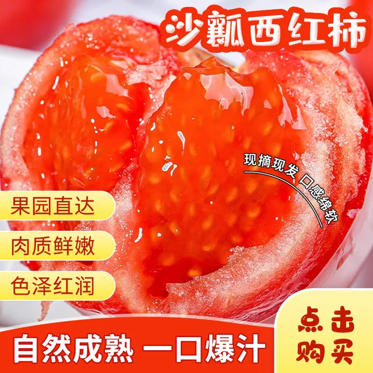 【内蒙古好物】沙瓤西红柿酸甜可口皮薄多汁新鲜现摘产地直发